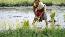 Индия ограничила экспорт нескольких видов риса